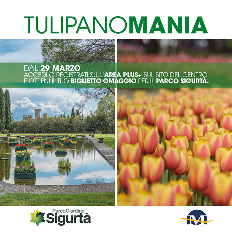 tulipanomania